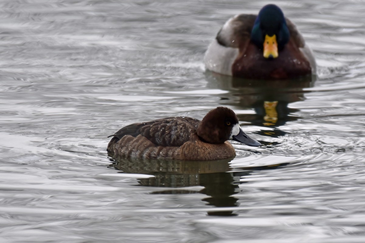 Greater Scaup - ML397361901