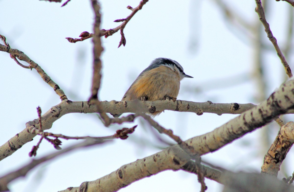 Red-breasted Nuthatch - ML397363551