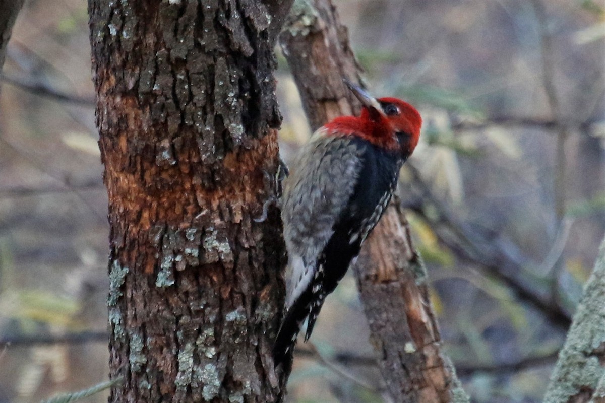 Red-breasted Sapsucker - ML397366331