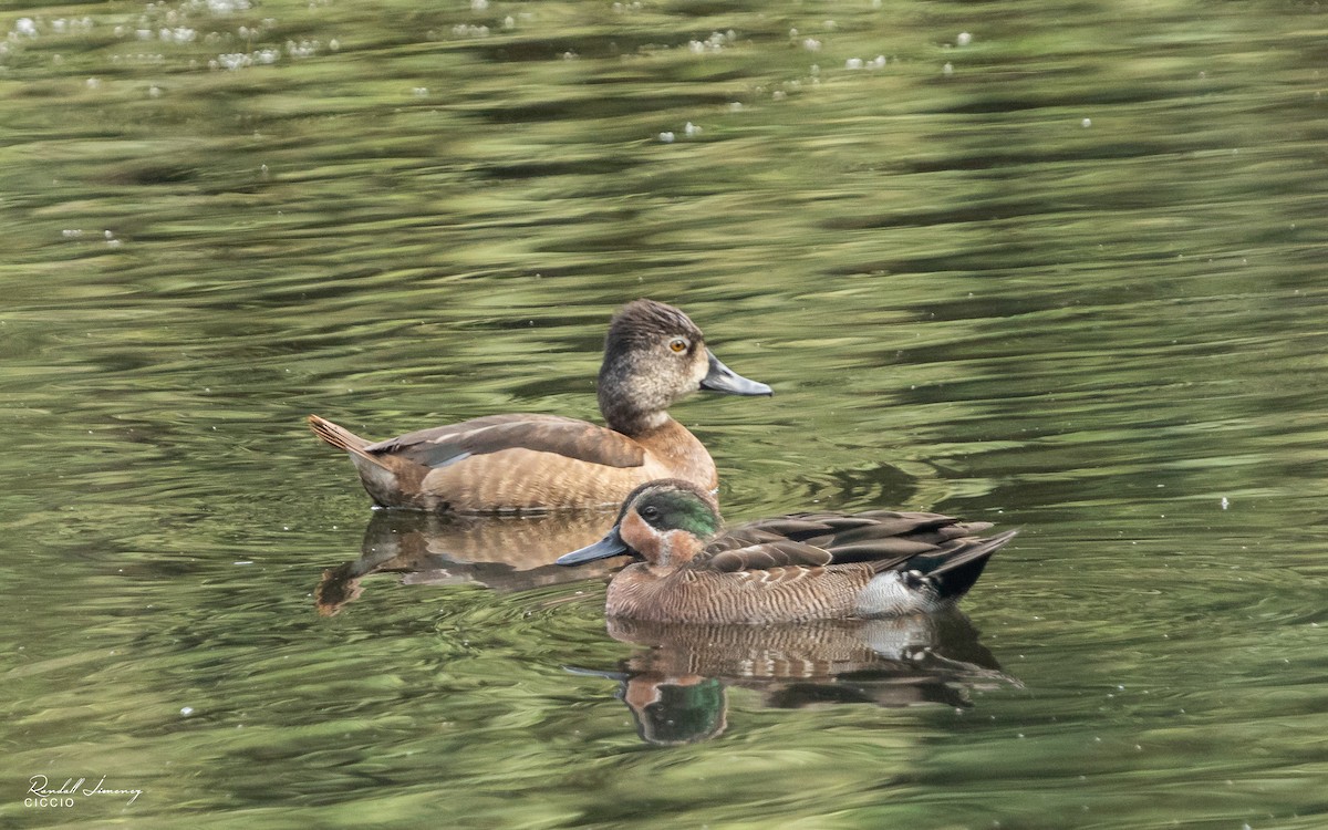 Ring-necked Duck - ML397367981