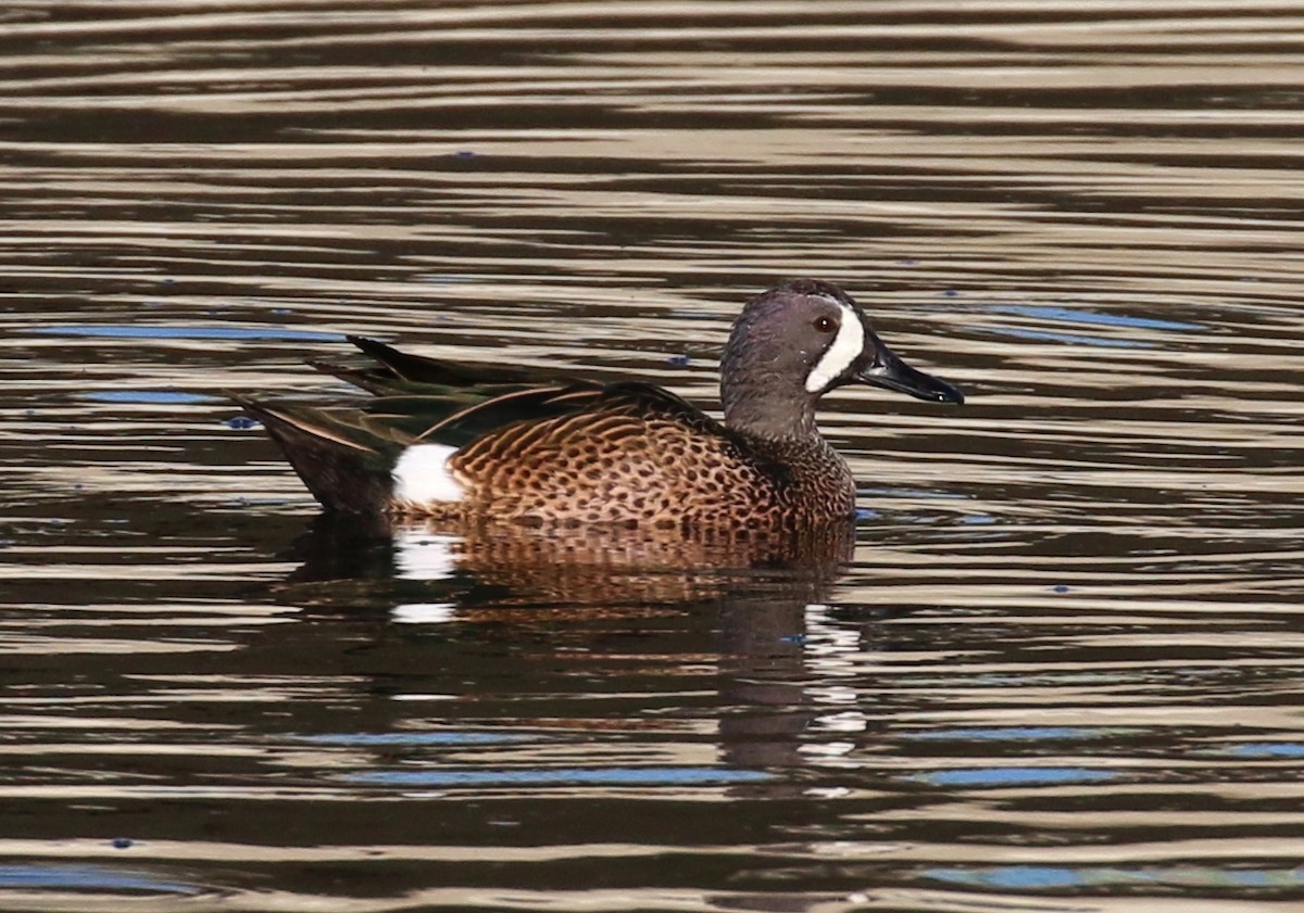 Blue-winged Teal - ML39737091