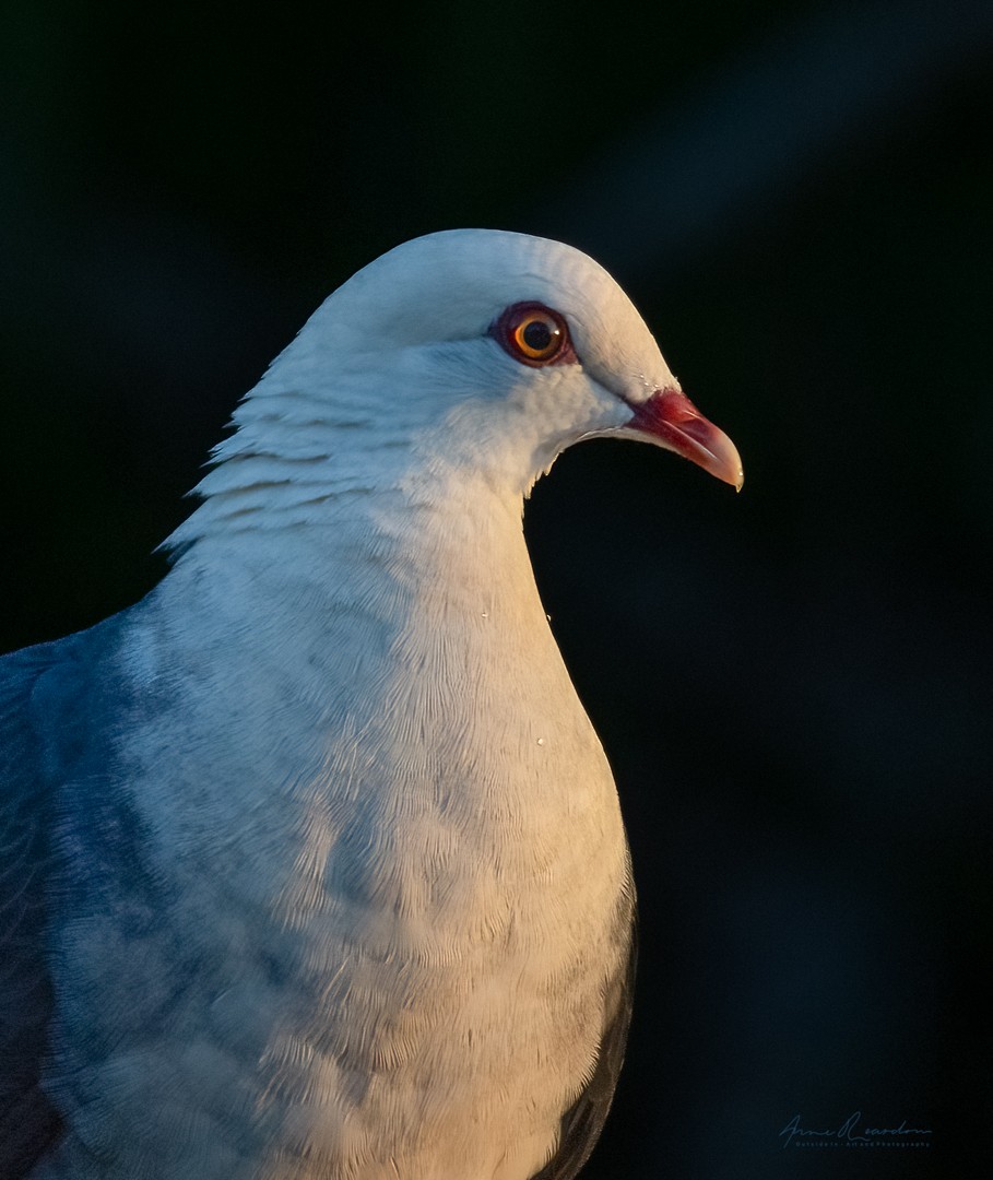 White-headed Pigeon - ML397371181