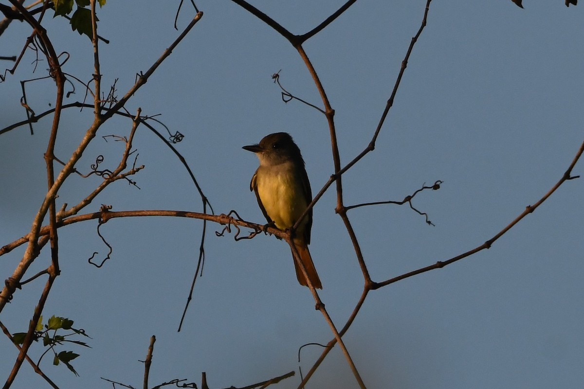 Great Crested Flycatcher - Clay Bliznick