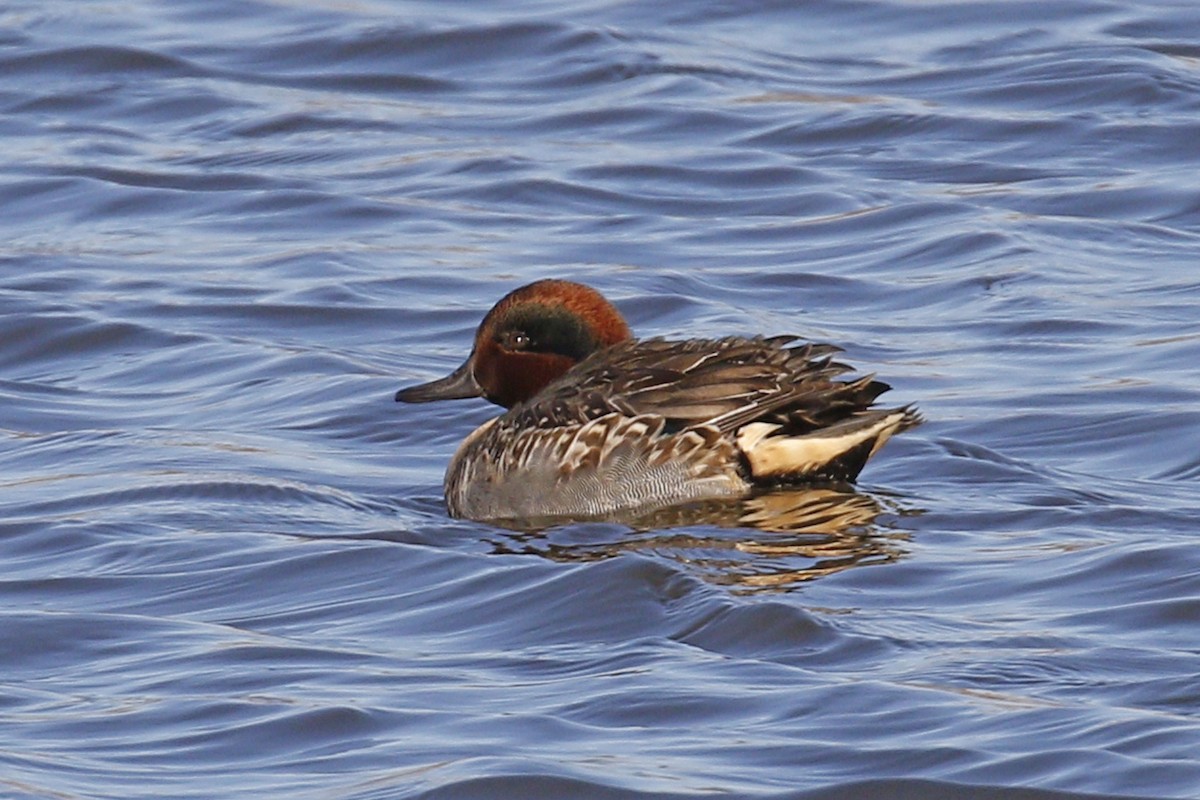 Green-winged Teal (American) - Donna Pomeroy