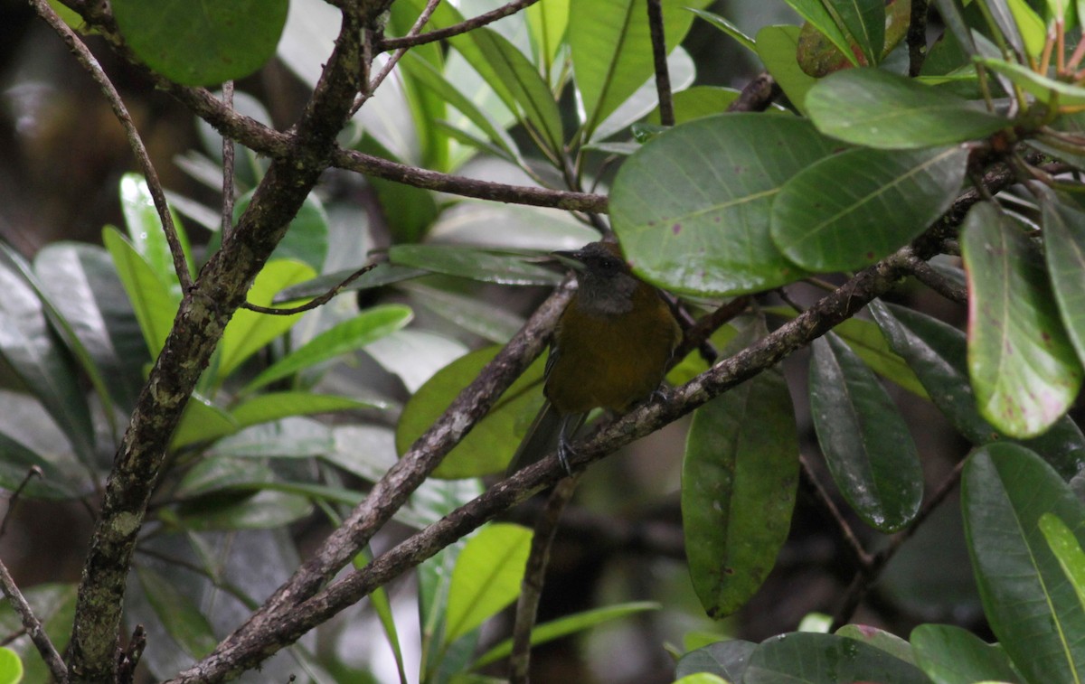 Olive-backed Tanager - ML39738381