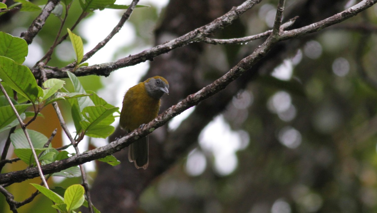 Olive-backed Tanager - ML39738391