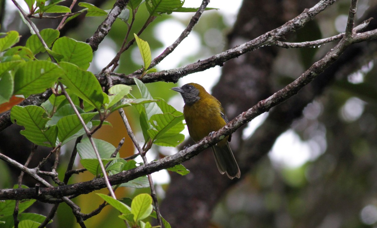 Olive-backed Tanager - ML39738401