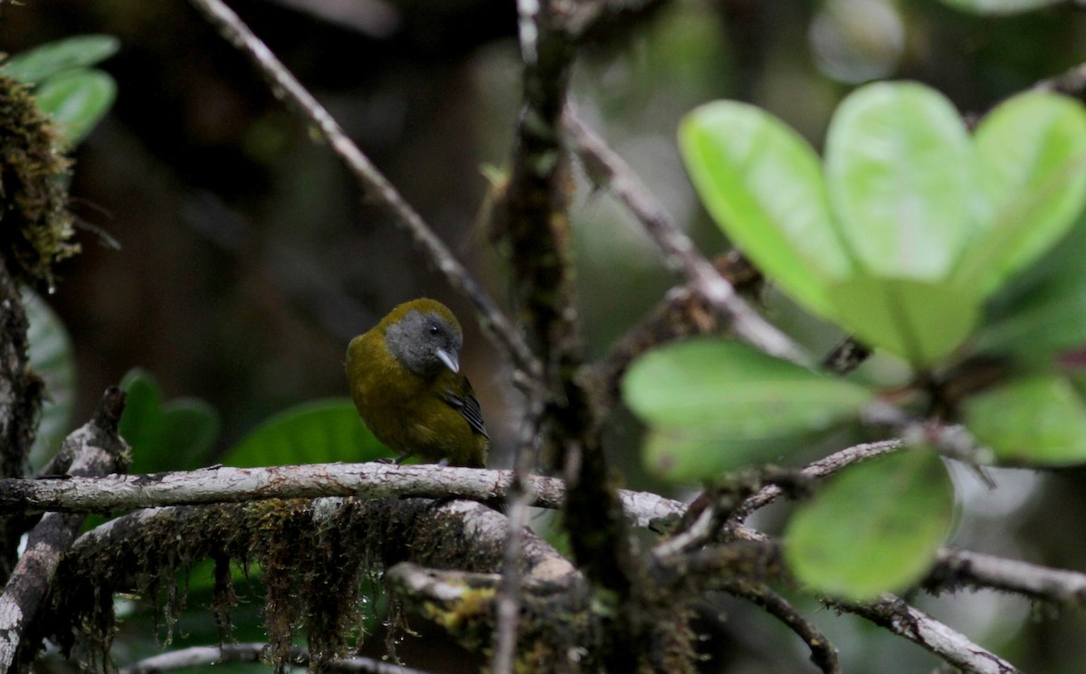 Olive-backed Tanager - ML39738441