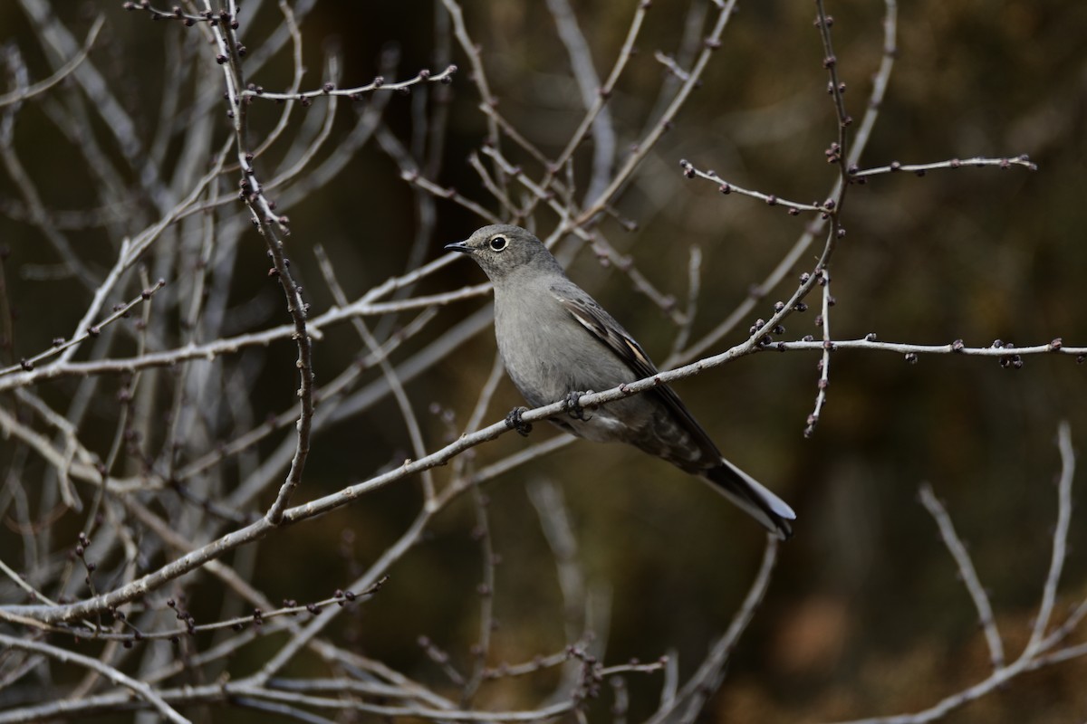 Townsend's Solitaire - ML397384571