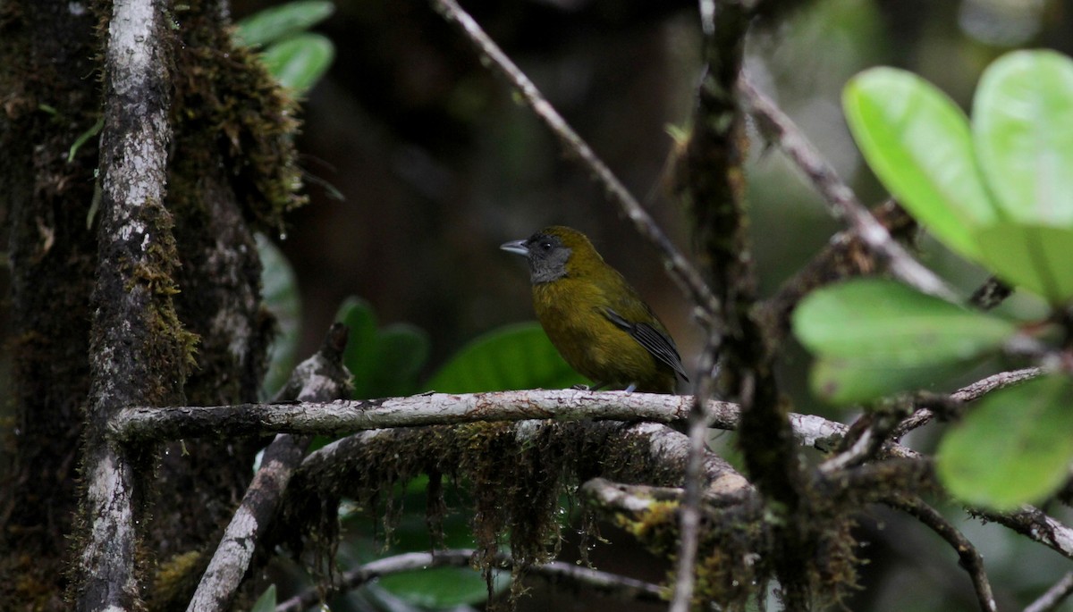 Olive-backed Tanager - ML39738461