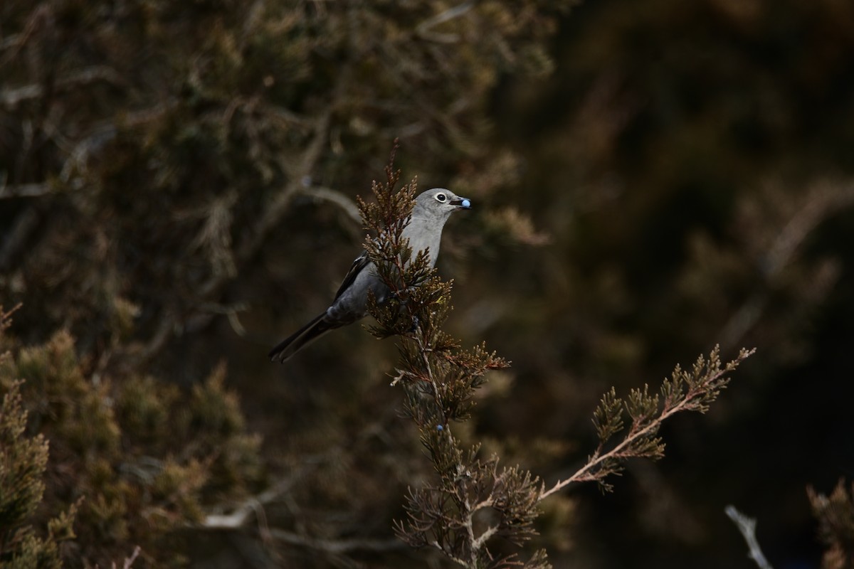 Townsend's Solitaire - ML397384731
