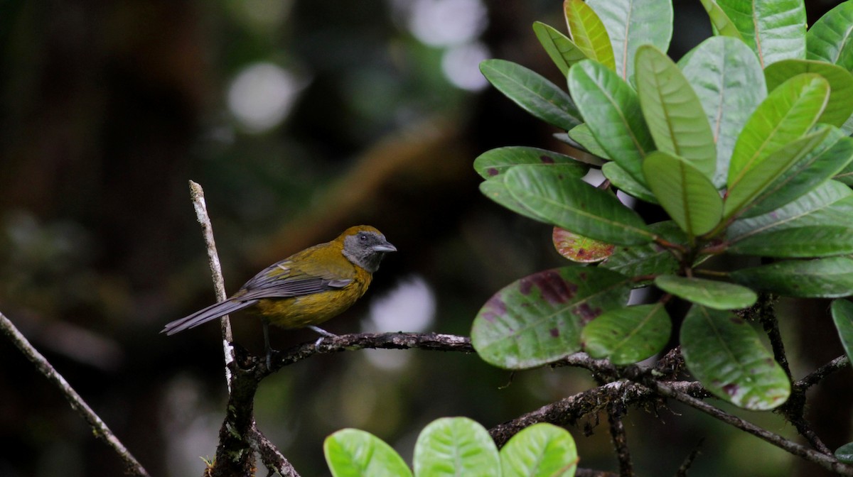 Olive-backed Tanager - ML39738481