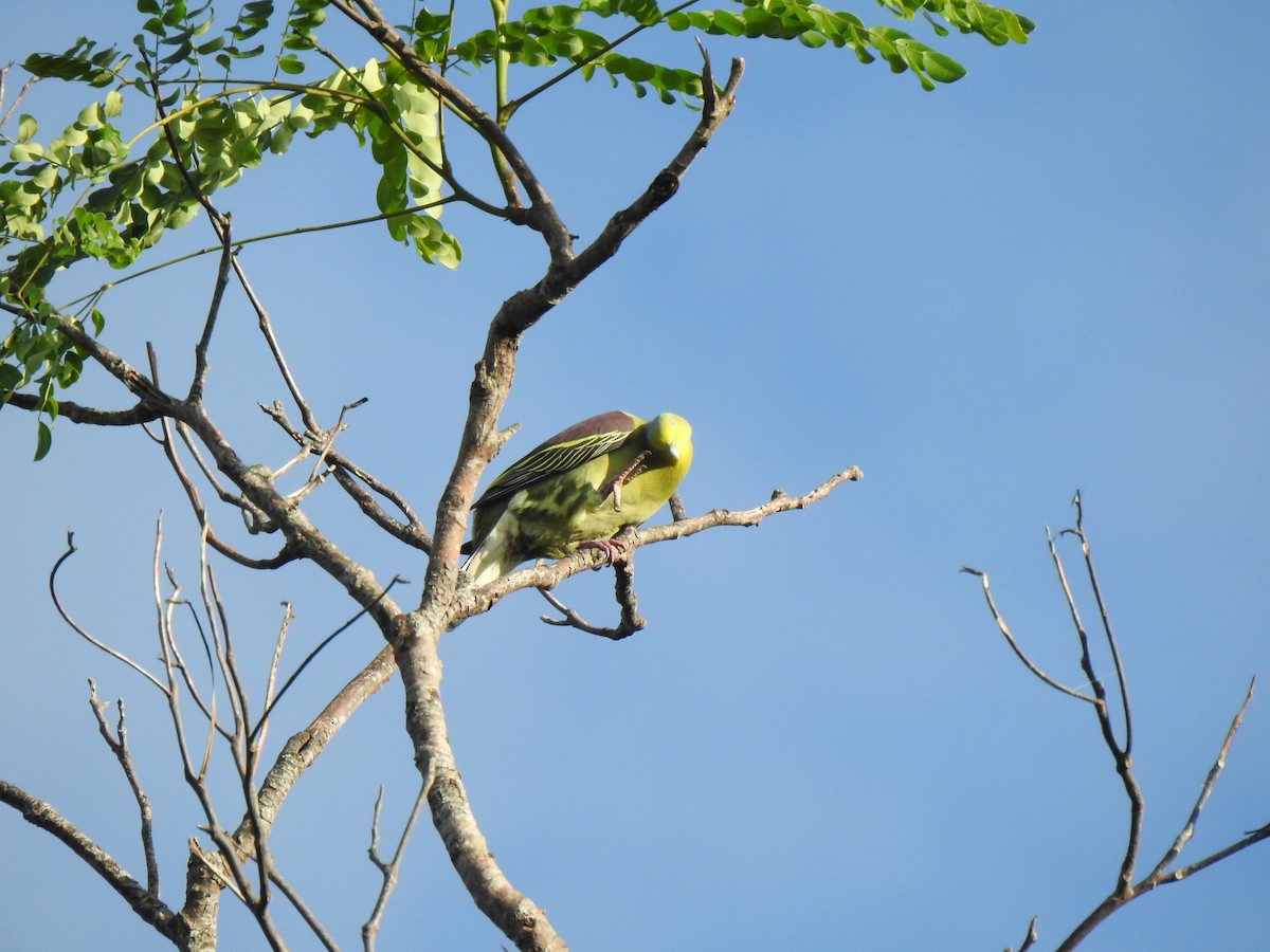 Sri Lanka Green-Pigeon - ML397385041