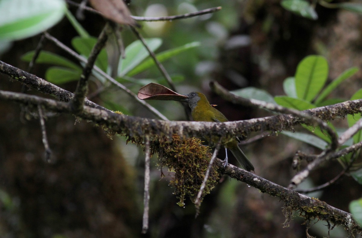 Olive-backed Tanager - ML39738521