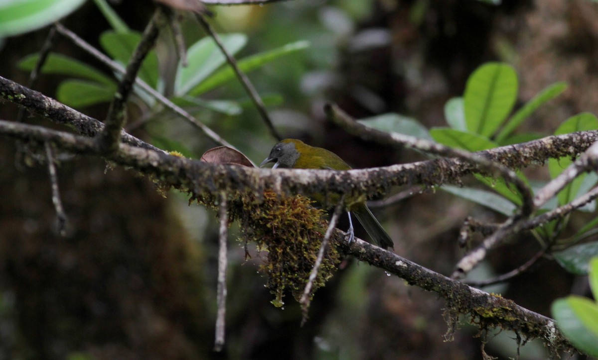 Olive-backed Tanager - ML39738541