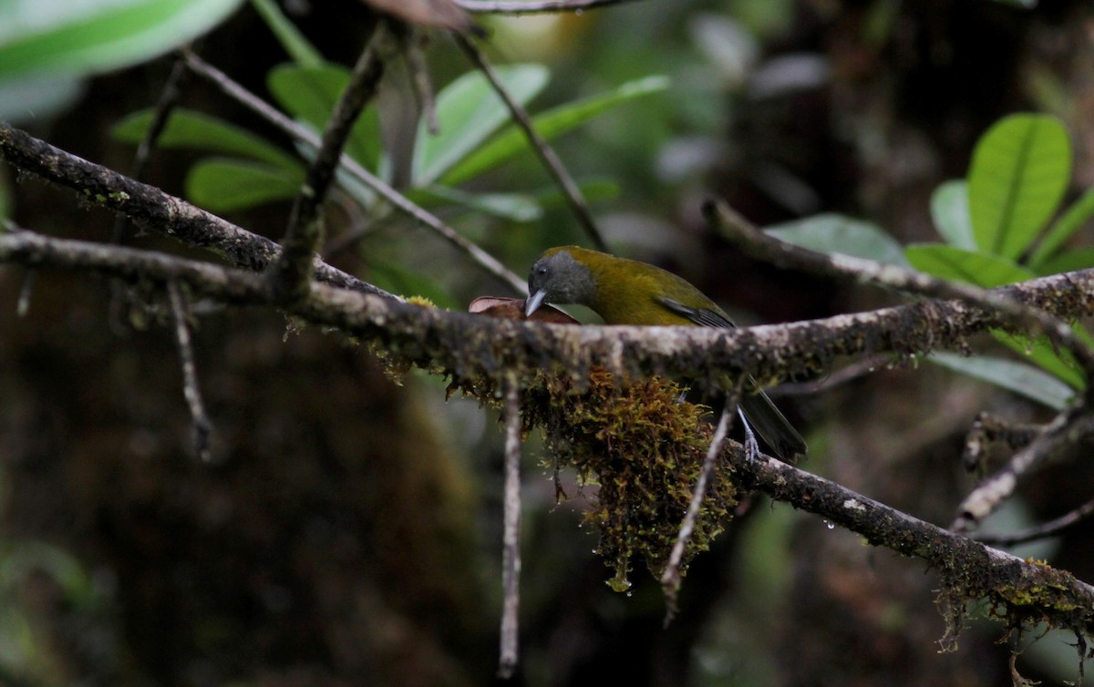 Olive-backed Tanager - ML39738551
