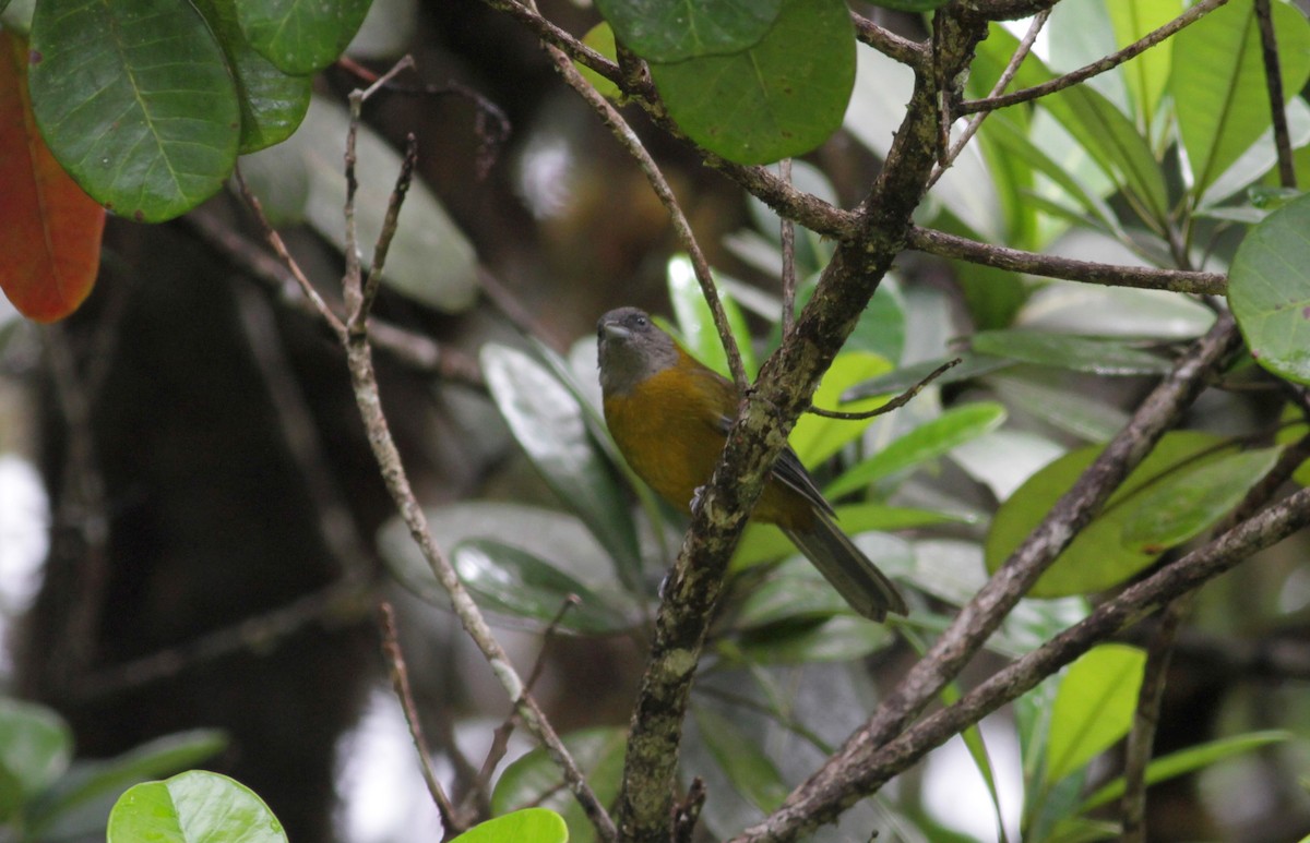 Olive-backed Tanager - ML39738591