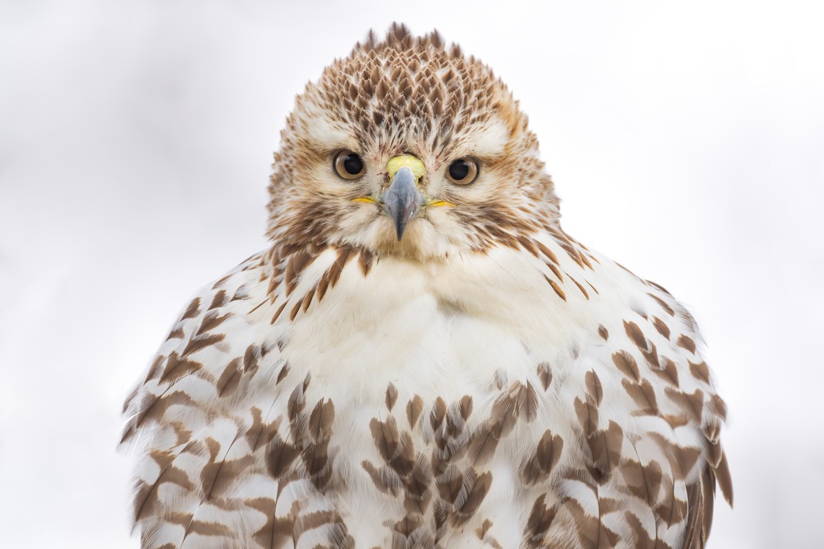 Red-tailed Hawk - Ryan Sanderson