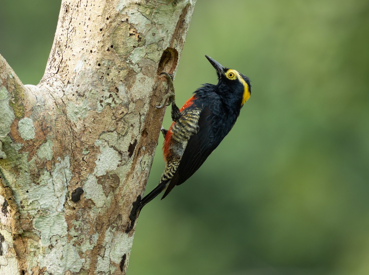Yellow-tufted Woodpecker - ML397386641