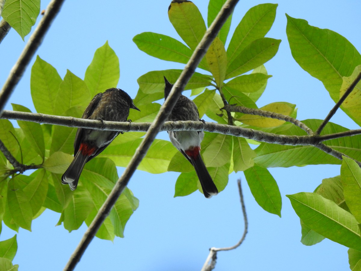 Red-vented Bulbul - ML397386931