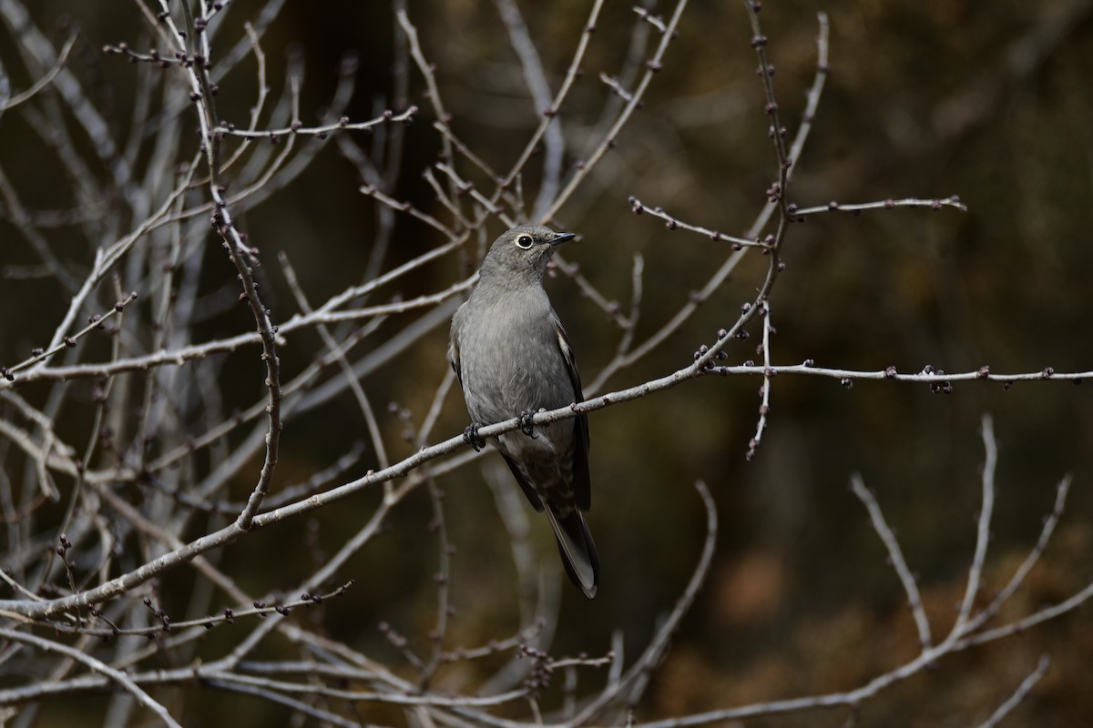 Townsend's Solitaire - ML397387061