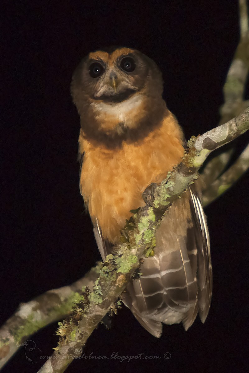 Tawny-browed Owl - ML39738761