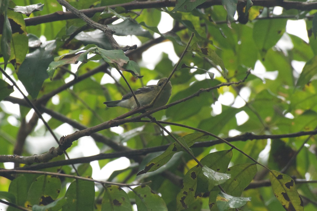 Bay-breasted Warbler - Jan Cubilla