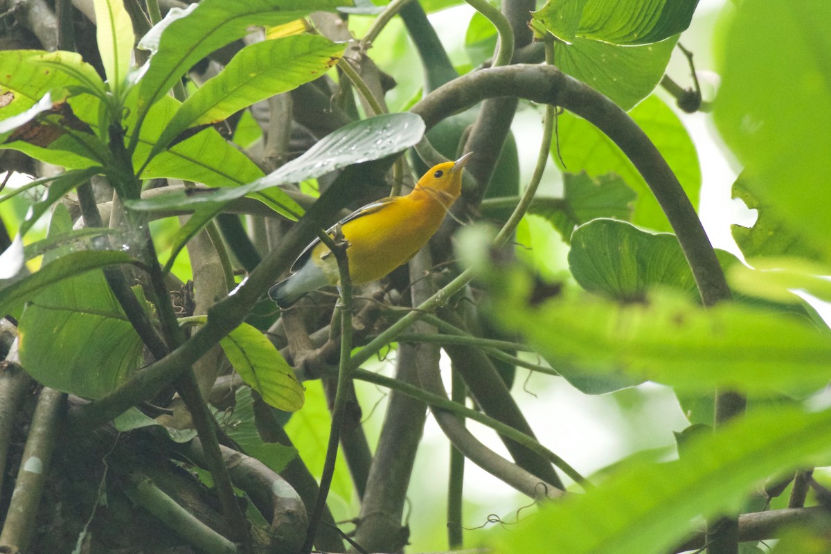 Prothonotary Warbler - ML397389671
