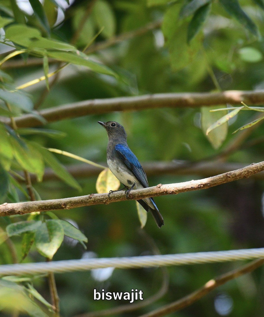 Blue-and-white Flycatcher - ML397392571
