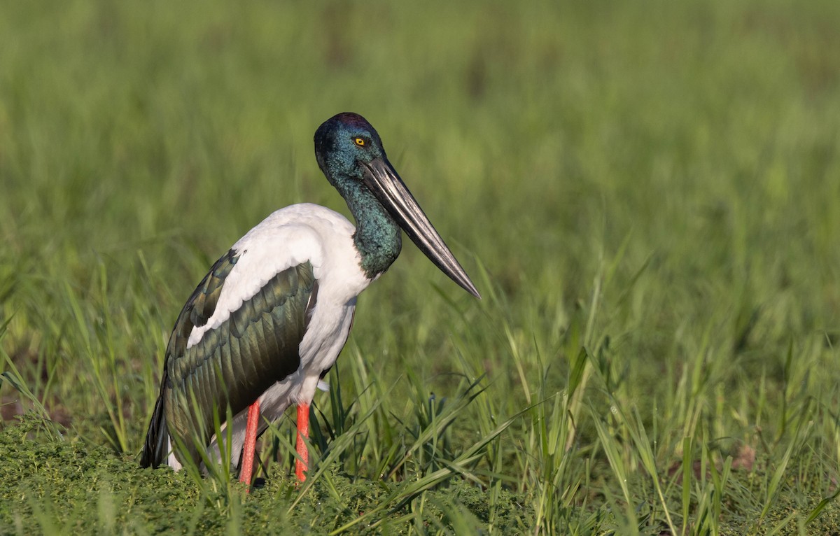 Black-necked Stork - Geoff Dennis