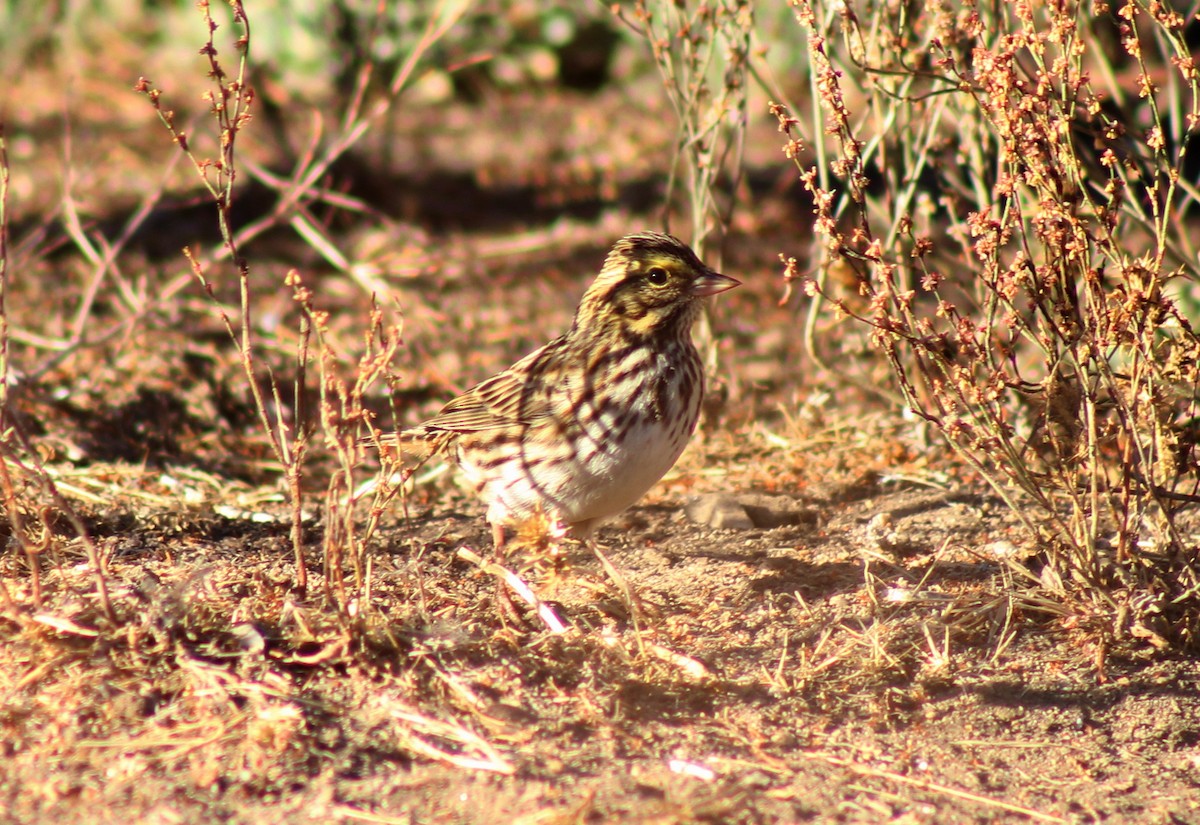 Savannah Sparrow - ML39740101