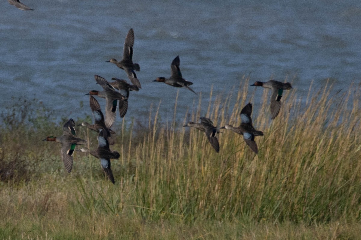 Green-winged Teal - ML397406241