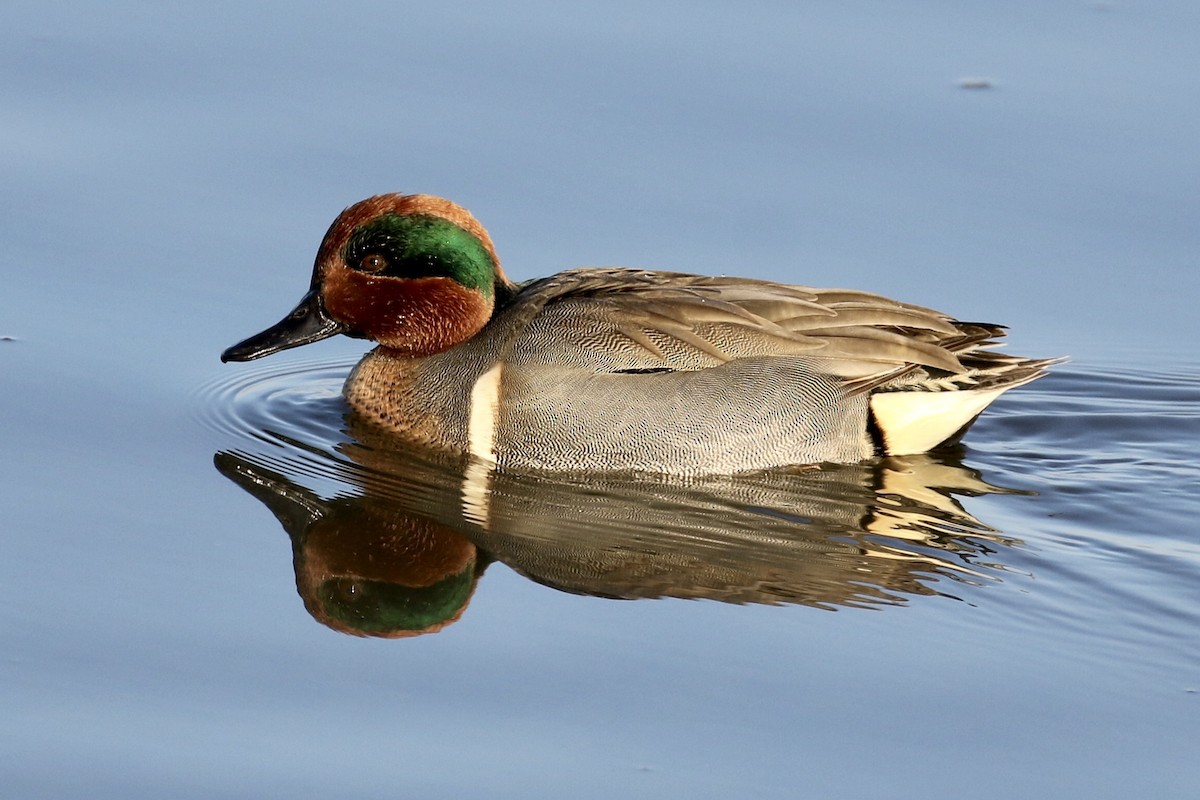Green-winged Teal - ML397407331