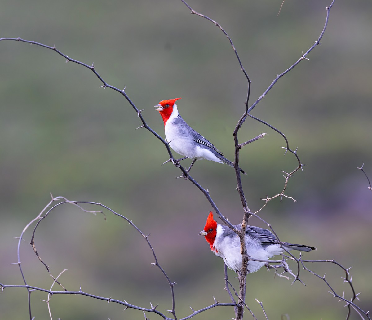 Red-crested Cardinal - ML397409671