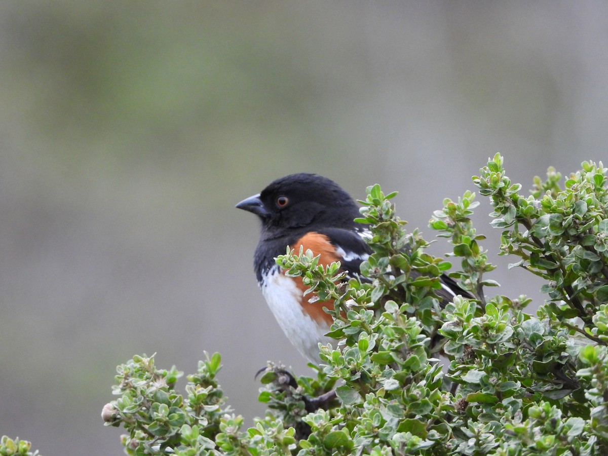 Spotted Towhee - ML397412091