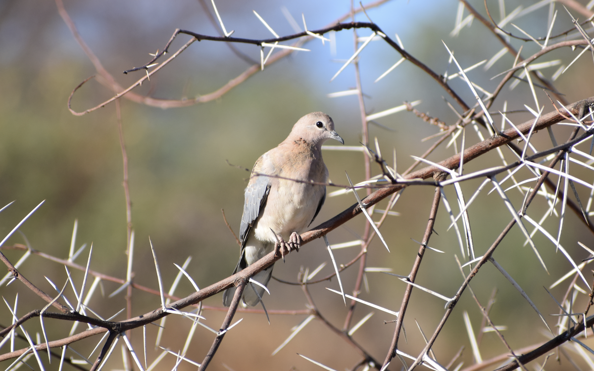 Laughing Dove - Jacob Henry