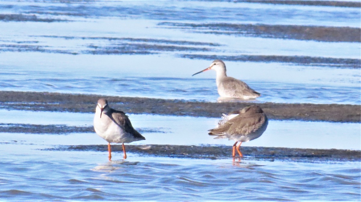 Spotted Redshank - ML397419951
