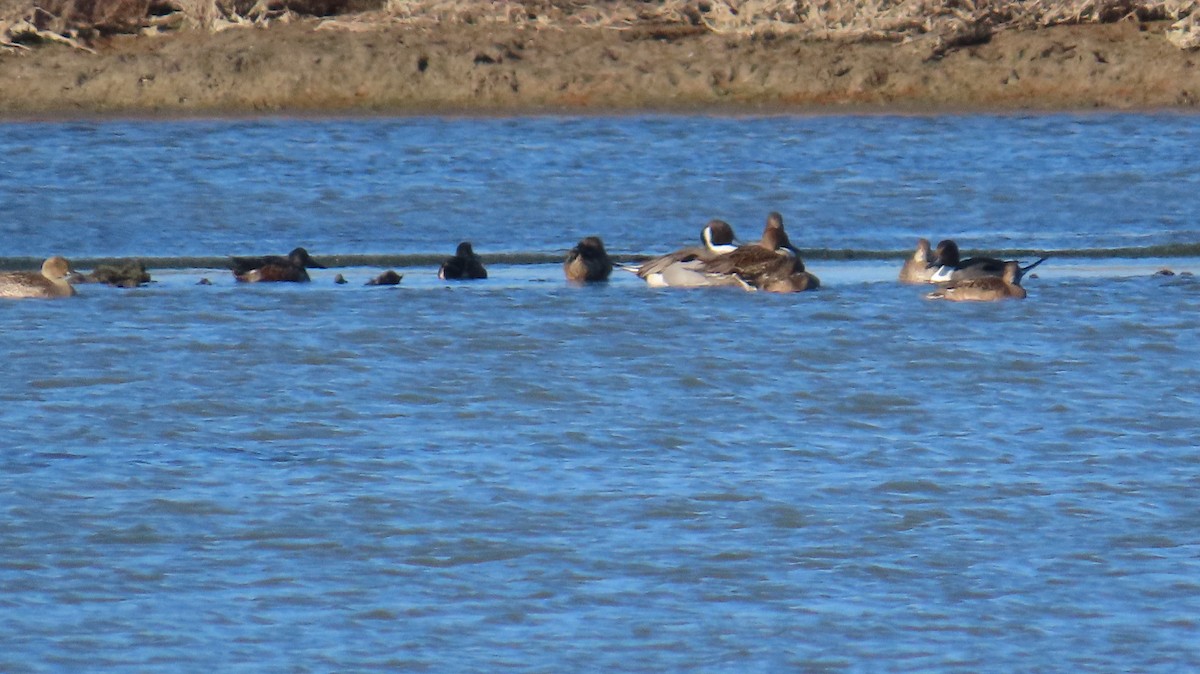 Northern Pintail - Ned Mueller
