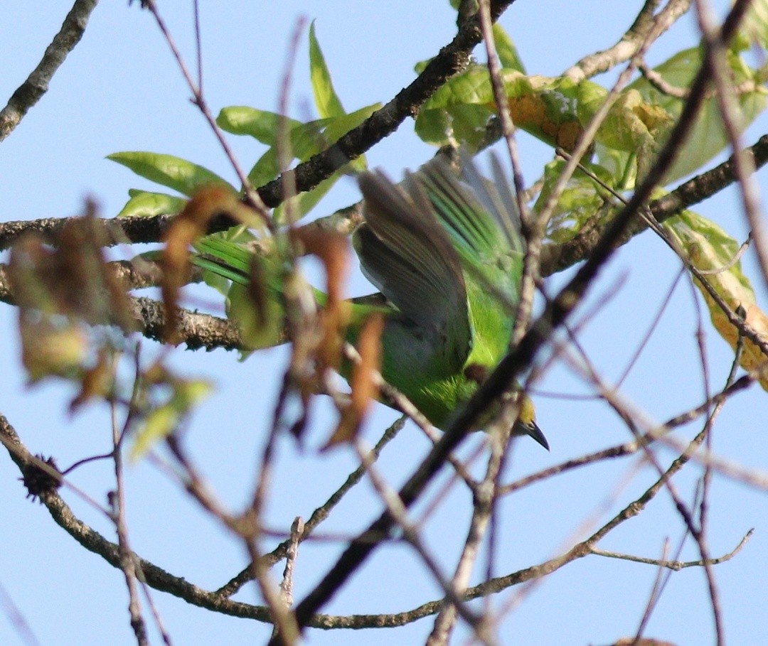 Jerdon's Leafbird - Afsar Nayakkan