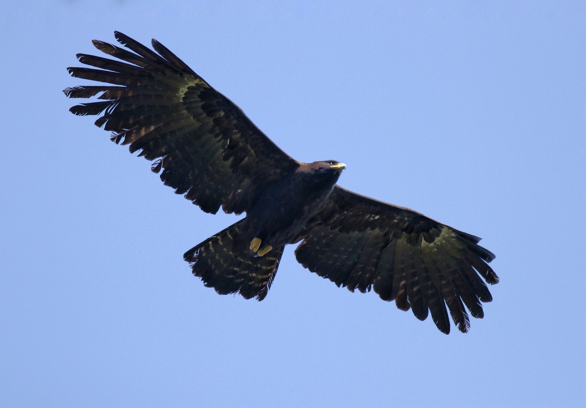 Black Eagle - Afsar Nayakkan