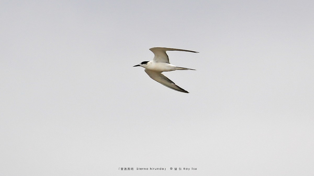 Common Tern - ML397430621