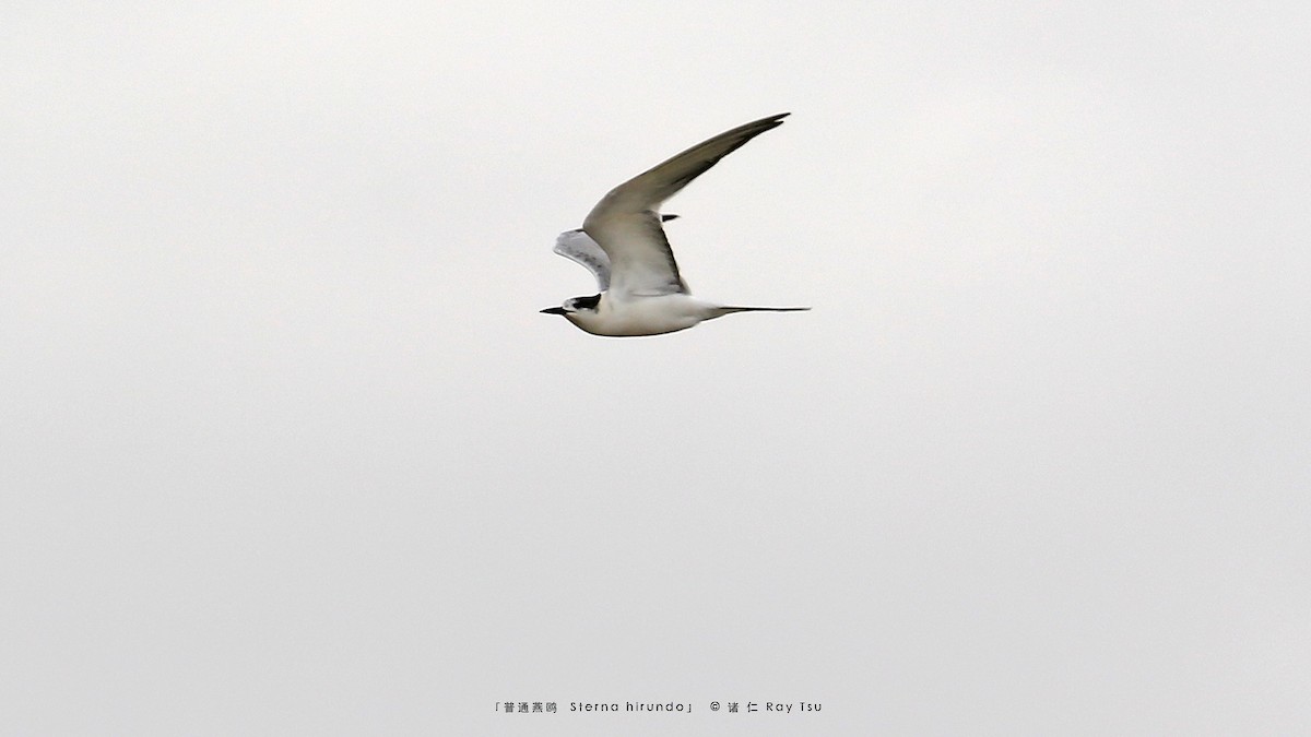 Common Tern - ML397430641