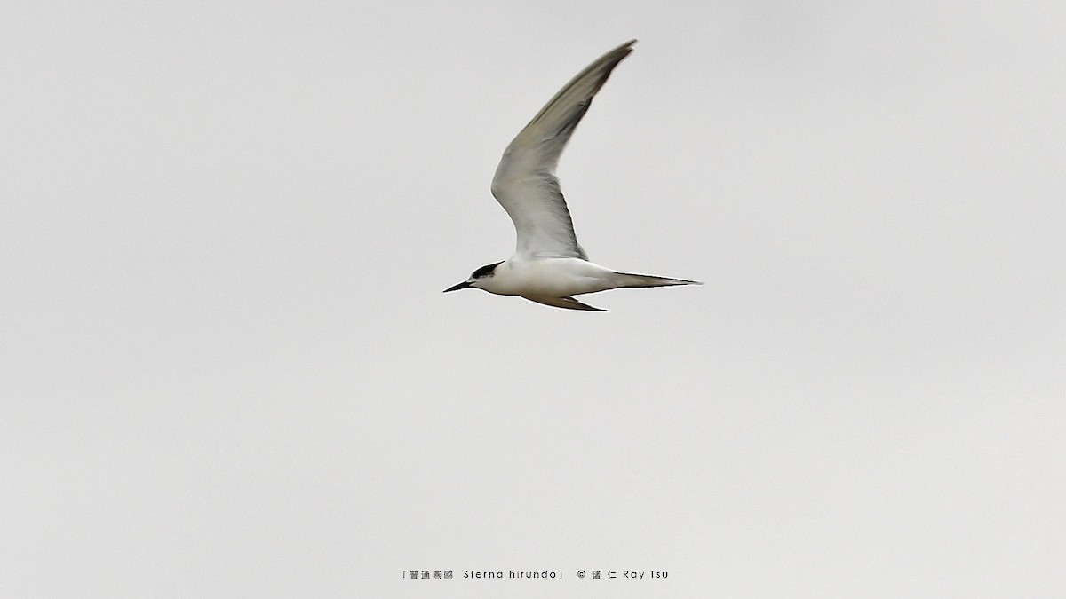 Common Tern - ML397430701