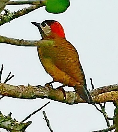 Spot-breasted Woodpecker - ML397430841