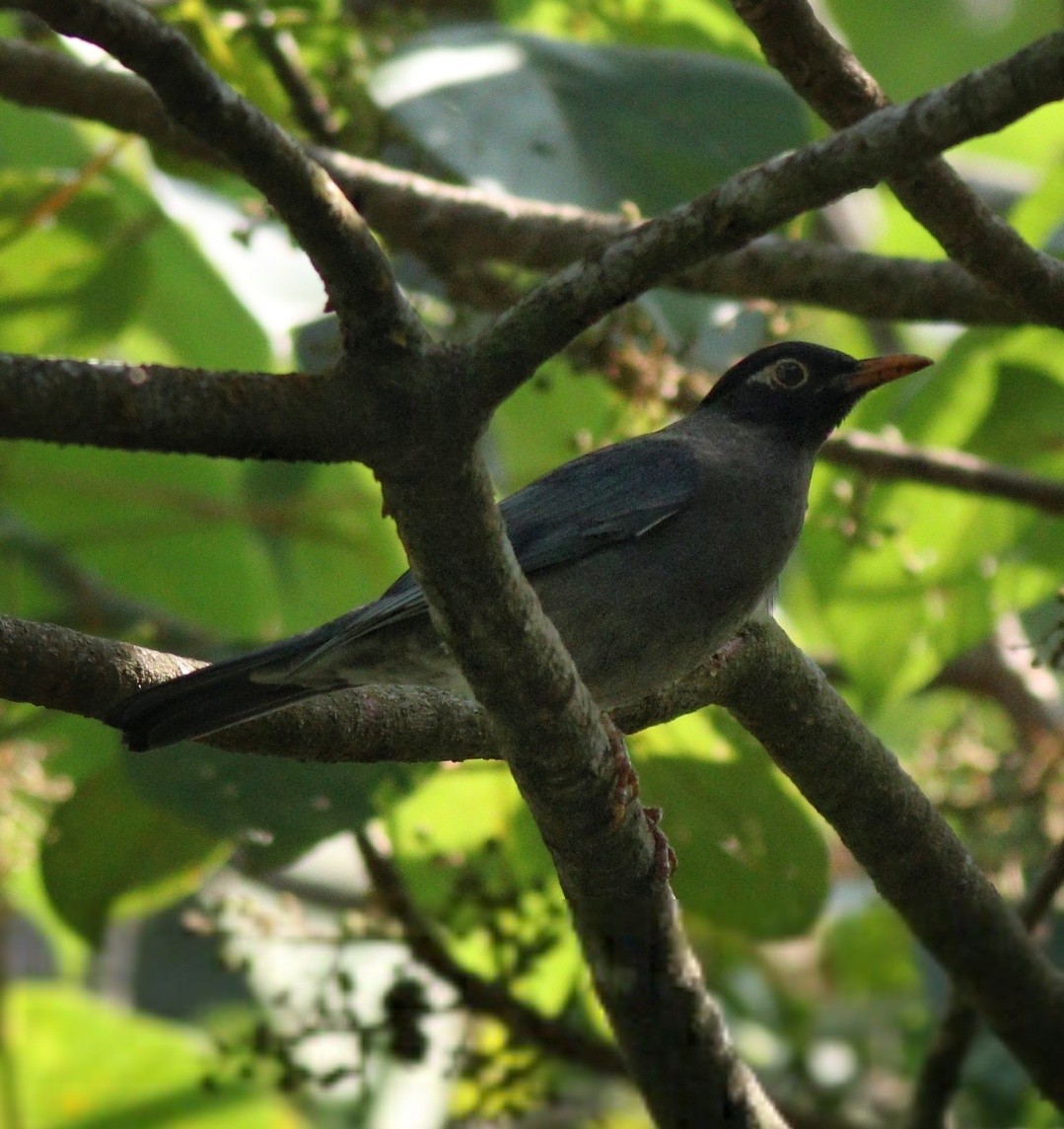 Indian Blackbird - Afsar Nayakkan
