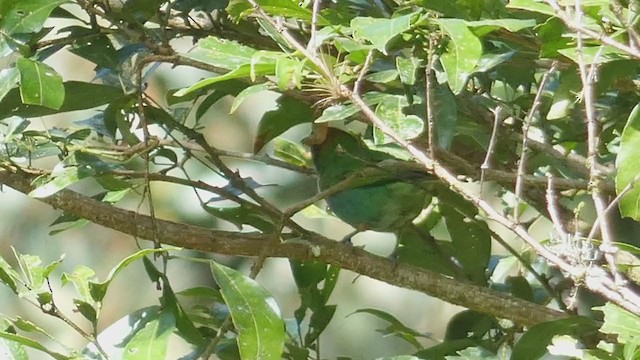 Bay-headed Tanager - ML397438321