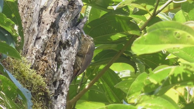 Spotted Woodcreeper - ML397439841