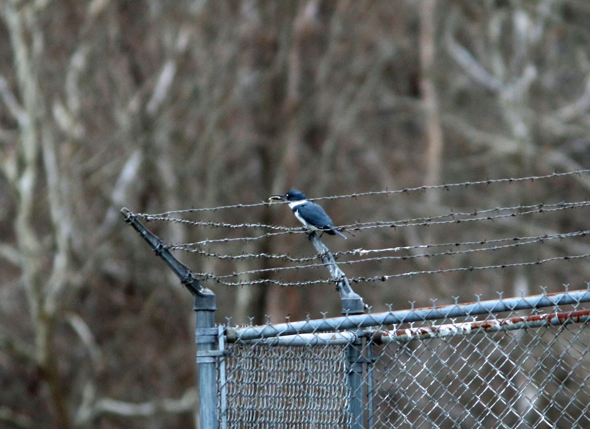 Belted Kingfisher - ML397440781