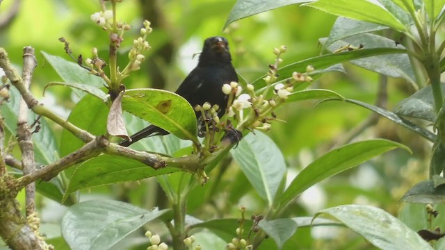 Variable Seedeater - ML397442091