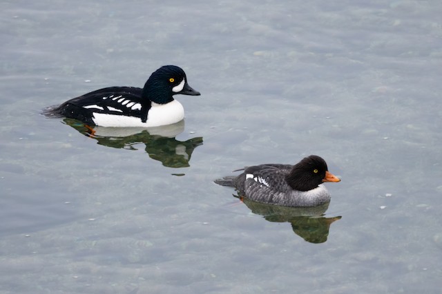 Barrow's Goldeneye